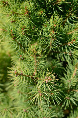 White spruce J.W. Daisys White