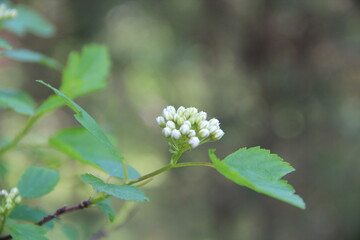 spring flowers in spring