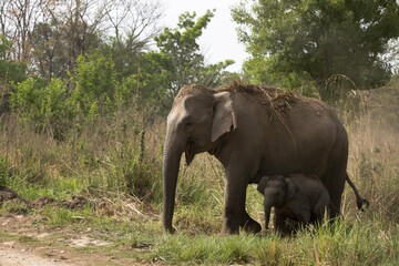 Asiatic elephant mud bathing with her baby,  Jim Corbett Wildlife National park