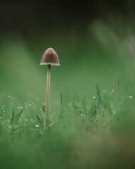 mushroom in the forest