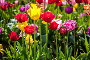 Close up of colorful tulip fields near Woodburn, Oregon.