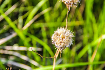 thistle flower in the grass