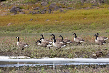 Obraz na płótnie Canvas Canada Goose