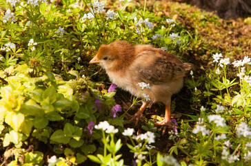 an Americana chicken chick a flower garden