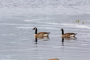 Canada Goose