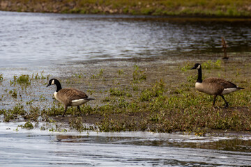 Canada Goose