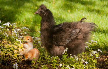 A black silkie hen adopted two Americana chicks