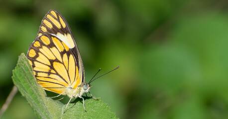 Obraz premium butterfly on flower