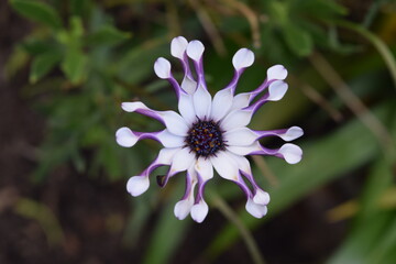 Flor, Bogotá Colombia