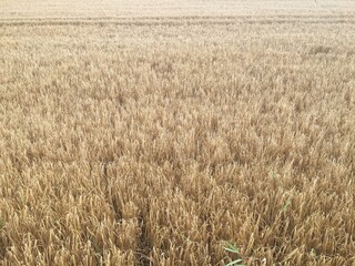 Wheat field in the rays of the setting sun