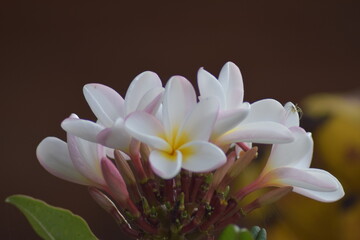 close up of a flower, Choachi Colombia