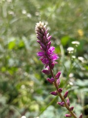 pink flower of a wild flower