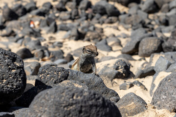 The Barbary ground squirrel (Atlantoxerus getulus). Fuerteventura. Canary Islands. Spain.