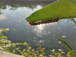 caterpillar on a leaf