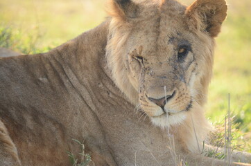 Lioness winking her eyes