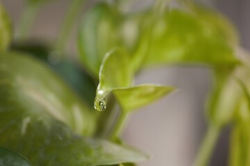 water drops on a leaf