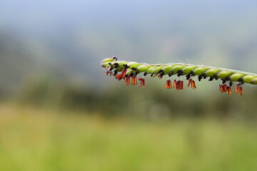 close up of a flower, Choachi Colombia
