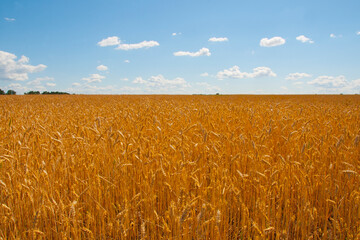 
golden spikelets of wheat on the field and blue sky with clouds