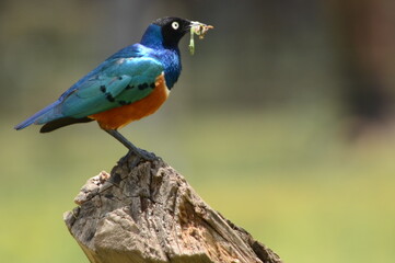 Bright Blue Bird with Worm