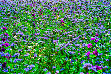 field of flowers