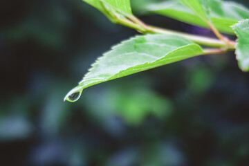 Wassertropfen an grünen Blatt bei Regen