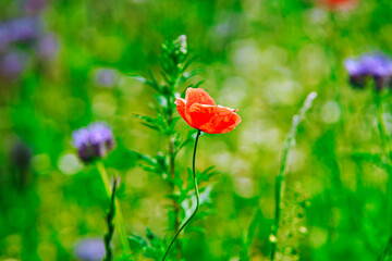 red poppy flowers