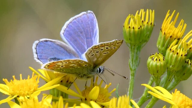 Close Up movie of Common Blue butterfly on yellow flowers. His Latin name is Polyommatus icarus.
