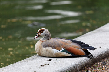 Egyptian gooose near to the water