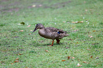 Duck walking on the grass in  park