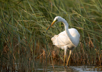 Great Egret fishing, Bahrain