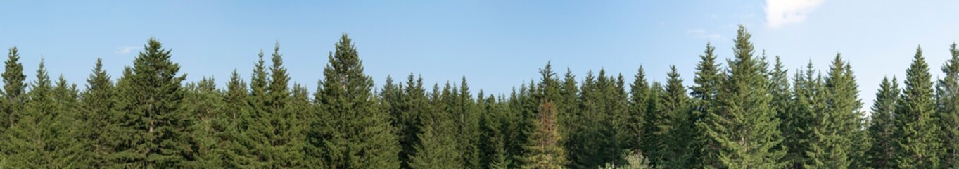 Fototapeta na wymiar Panorama of green coniferous forest. Blue sky with a small cloud.