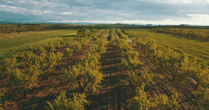 Vista a&eacute;rea de olivos. Drone 4k