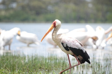 Solo Flamingo at Kenya