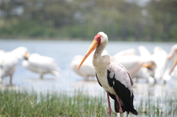 Solo Flamingo at Kenya