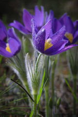 The purple flowers of pulsatilla patent 