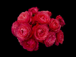 Scarlet rose flowers arrangement isolated on black background