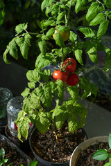Ecological and natural ripe Uhlan tomato hanging on the branch. Home cultivation of vegetables