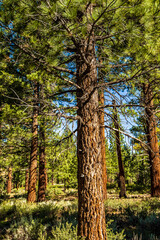 pine needles on branches of pine tree in pine forest nature background landscape