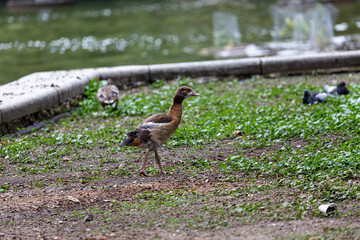 Young egyptian goose walking on the grass in  park