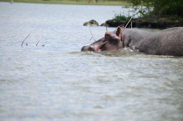 hippopotamus in water