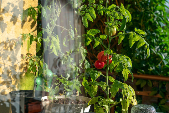 Ecological and natural ripe Uhlan tomato hanging on the branch. Home cultivation of vegetables