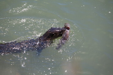 River Otter  Caught Fish