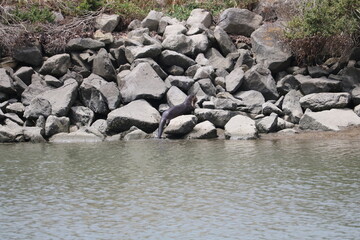 River Otter  Caught Fish