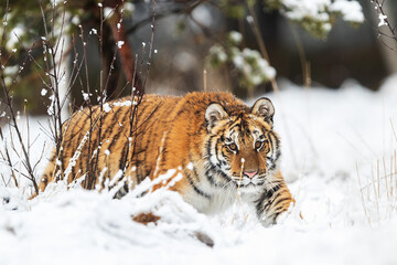 Siberian tiger (Panthera tigris tigris) dangerous close encounter in the winter taiga