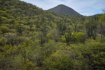 Obraz premium Cactus de zona de Tierra Caliente en Michoacan