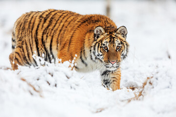 Fototapeta na wymiar Siberian tiger (Panthera tigris tigris) very close encounter in the winter taiga