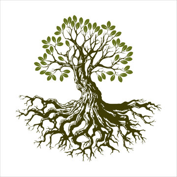 Root Of The Tree logo illustration. Vector silhouette of a tree, green forestry strong root tree logo, High detail illustration of an old olive tree, hand drawn, vector.