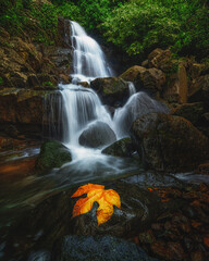 waterfall in the forest
