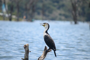 Seagull Staring lonely