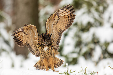 Naklejka na ściany i meble Eurasian eagle-owl (Bubo bubo) stretches wide wings in the forest in the snow